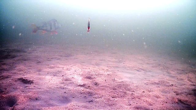 Жирный окунь опытным взглядом моментально оценил обстановку смотреть онлайн