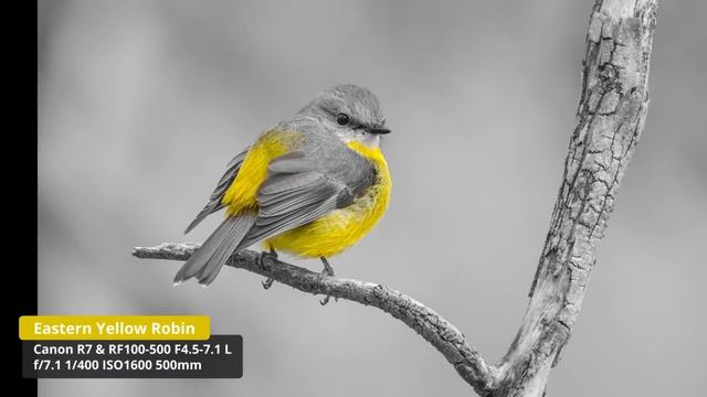 CANON R7 AUTOFOCUS WOES, ANY IDEAS? смотреть онлайн