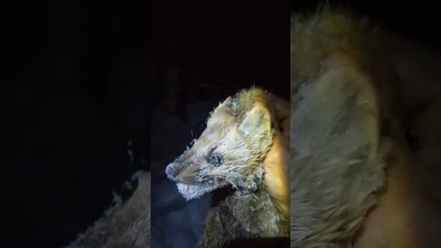 ВСЛ Луша поймала соболя смотреть онлайн