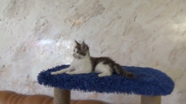 Volga Pride TANGO (котенок - девочка мейн - кун) смотреть онлайн