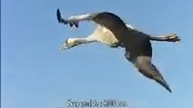 Перелет птиц смотреть онлайн