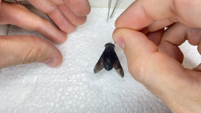 Pinning a horsefly (Tabanus atratus) - super quick and easy смотреть онлайн