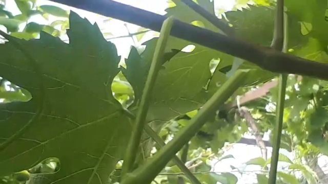 ЧИЛИГУ УЗУМ ЭРТАГИ ВА КУКИГА ПАЙВАНДИ смотреть онлайн