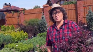 Самые интересные сорта барбарисов. Топ 10 барбарис Тунберга