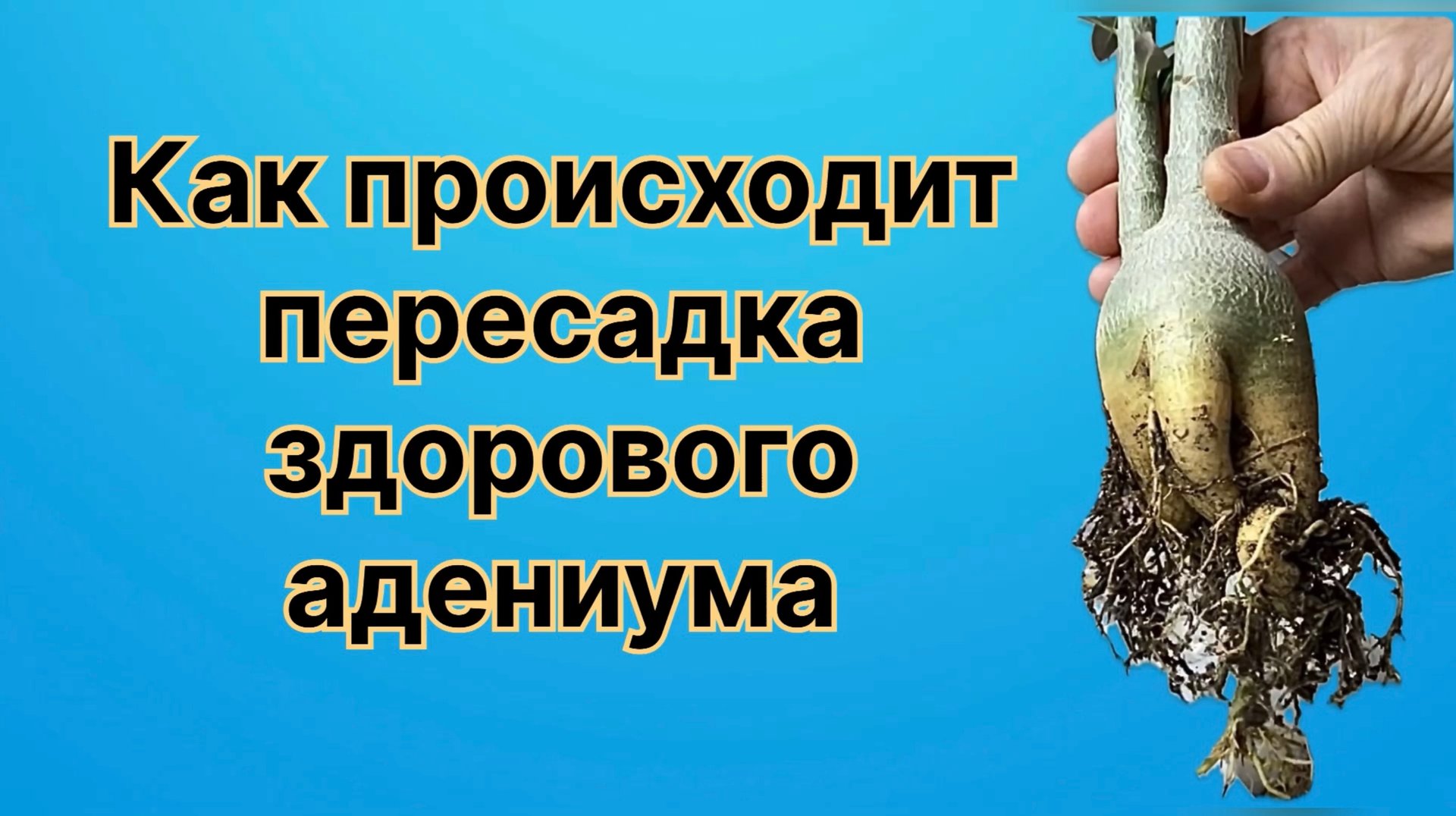 Покупая семена адениумов, готовьтесь к сюрпризам. Какой срок хранения у семян? 21 апреля 2024 г смотреть онлайн