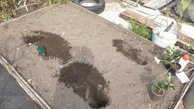 Осенняя посадка крупноплодной земляники . Чем отличается от весенней ? смотреть онлайн