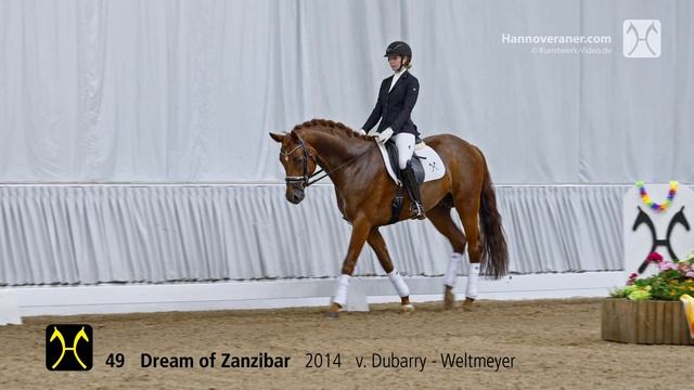 Verdener Auktion am 13./14. Juli-Nr. 49 Dream of Zanzibar v. Dubarry-Weltmeyer смотреть онлайн