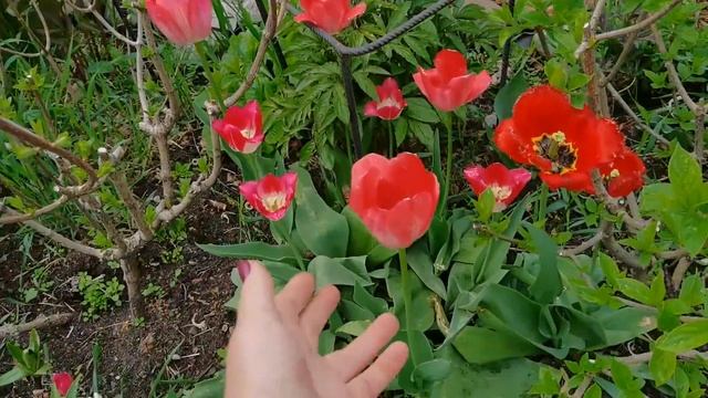 Обзор сада в Ленинградской области 1 июня. Яркие краски тюльпанов смотреть онлайн