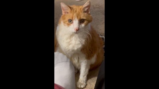 Hungry Cat Cries смотреть онлайн