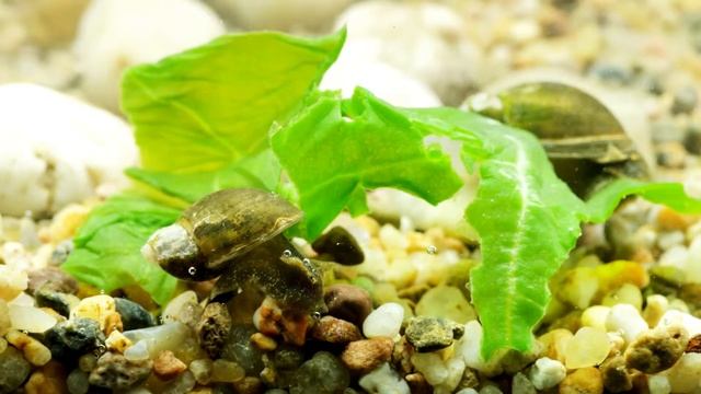 Radix balthica / Schlammschnecke / Wandering Pond Snail смотреть онлайн