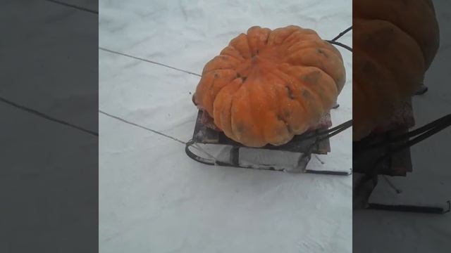 #Север,#Токуши,#зиманасевере,#Токуши смотреть онлайн