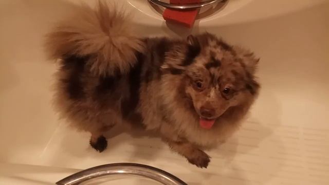 Мраморный шпиц (Merle Spitz) - очень редкий окрас