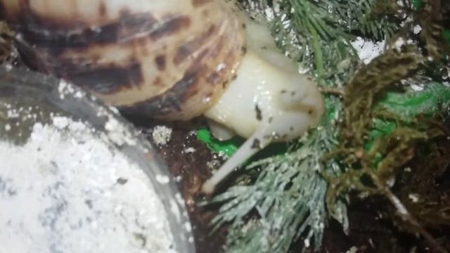 Как кушают улитки ахатины. Polina and snails смотреть онлайн