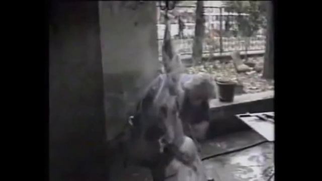 Михаил Задорнов. Петросян. О вегетарианстве, мясоедении. смотреть онлайн