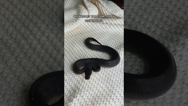 Угадай его цену! #питон #королевскийпитон #змея #рептилии #лакшеригерл #лакшериvlog #зоомагазин