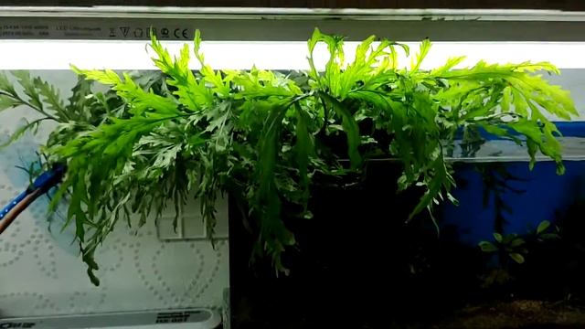 Болбитис надводная форма