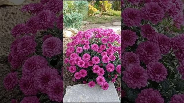 #хризантемы #мультифлора #садвноябре #чтоцвететвоктябре #gardentour смотреть онлайн