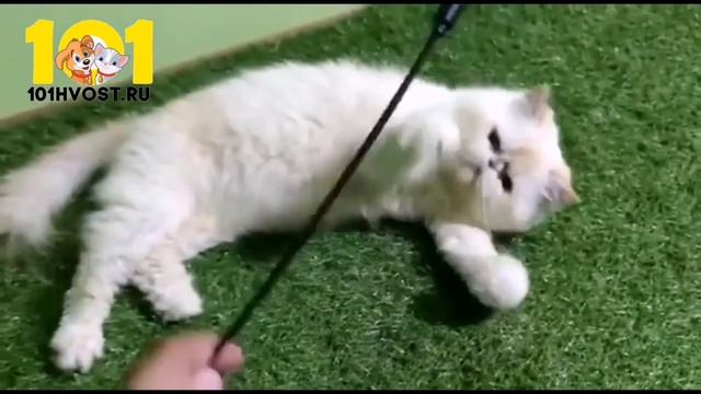 АМЕРИКАНСКИЙ КЁРЛ смотреть онлайн