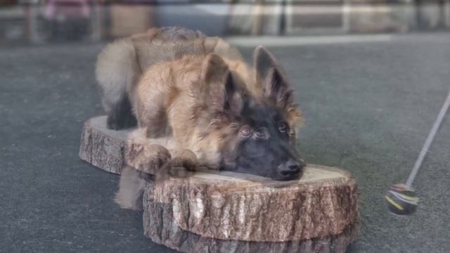 Малинуа NikitA, 5 месяцев и 3 дня. Умница и красавица. смотреть онлайн