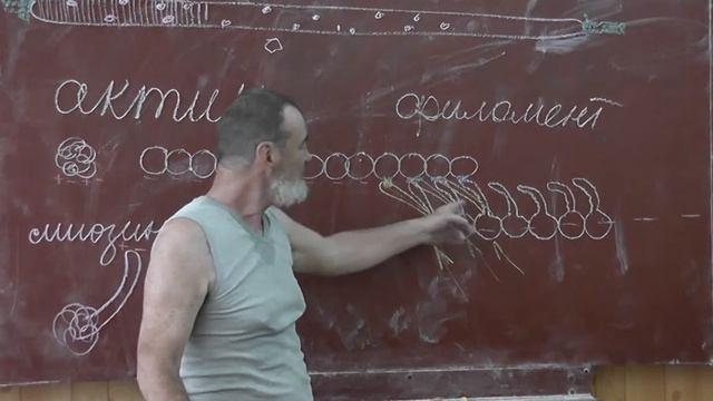 30 Движение: актин, миозин, филамент смотреть онлайн