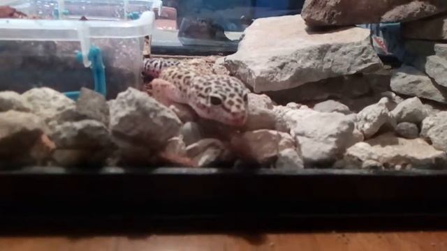 Узнал морфу эублефара........ смотреть онлайн