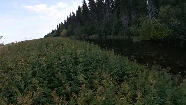 06.09.19  ПРОВЕРКА ПРОДОЛЬНИКОВ  ОХОТА НА УТОК