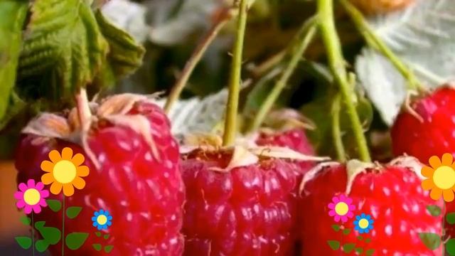 Малина ремонтантная Геракл (Geracl). Краткий обзор, описание характеристик, где купить саженцы смотреть онлайн