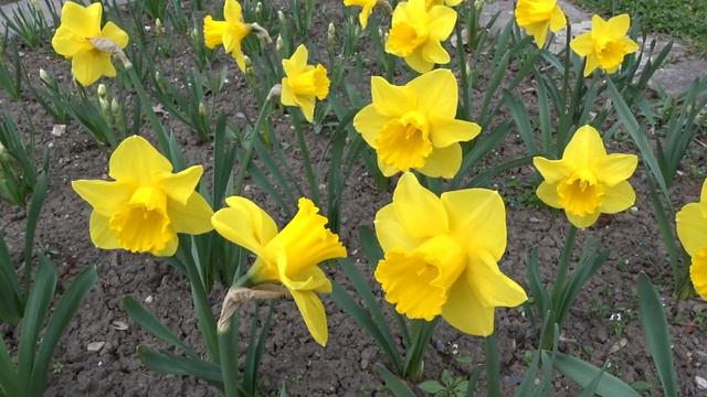 Narcissus var. Carlton смотреть онлайн