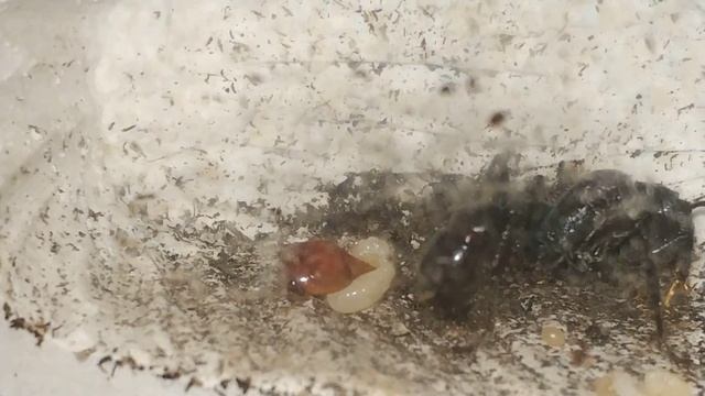 Личинка муравья пули кушает самостоятельно ура ура)) часть 1 Муравей-пуля / Paraponera clavata ant смотреть онлайн