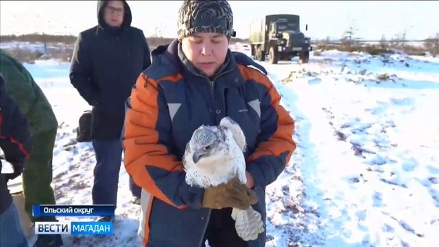 white gyrfalcons released into the wild ( выпускают белого кречета) смотреть онлайн
