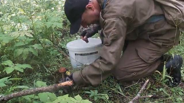 За грибами.Грибы везде.Поля грибов.Тихая охота.Грибниада 2021. смотреть онлайн