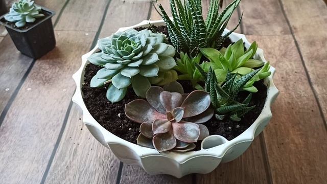 Красивый мини-садик из суккулентов: быстро и просто / DIY / succulents смотреть онлайн