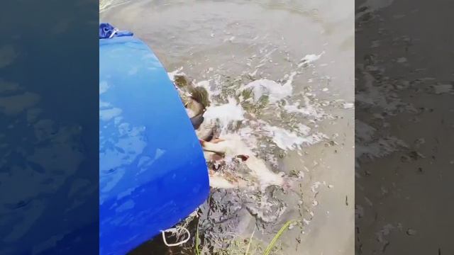 Зарыбление щукой в КРХ Парамоново 29.10.20 смотреть онлайн