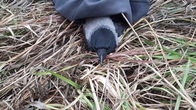 Ворона сломала крыло смотреть онлайн