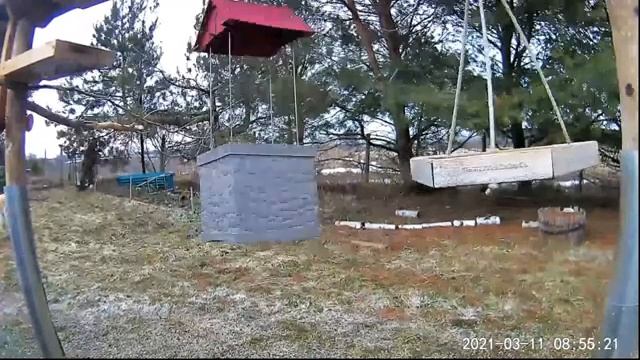 2021 Mar 11 Livestream bird feeding station. Ripley, Ontario Canada by AtHomeFriendlyTecGuy смотреть онлайн