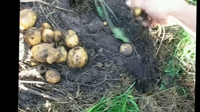 Картофель на траве смотреть онлайн