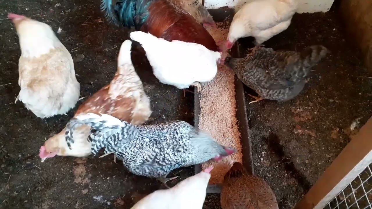 вечер на моем дворе... смотреть онлайн