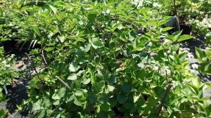 Ежевика и смородина в контейнерах