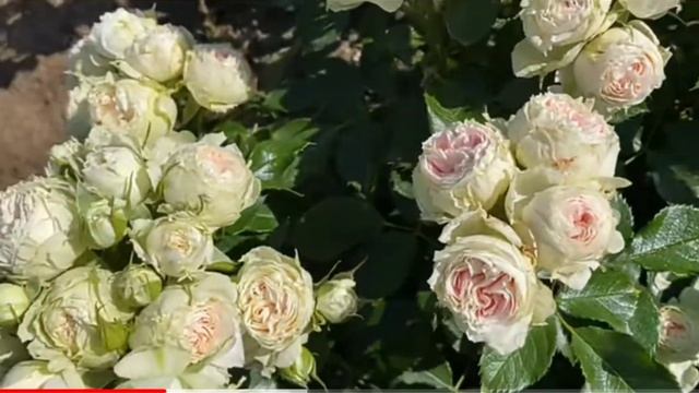 Pashmina (Korascha, Pompon Flower Circus, Pompon Veranda)Kordes Германия, 2003Срезочные Шикарная ?