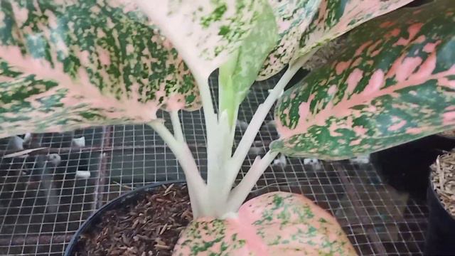 The Most Beautiful Aglaonema Stardust Orange Episode #54 смотреть онлайн