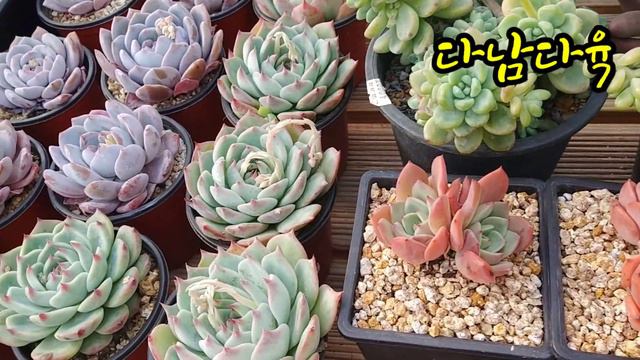 #티피#하루가다르게 #예뻐지는우리아가들 смотреть онлайн