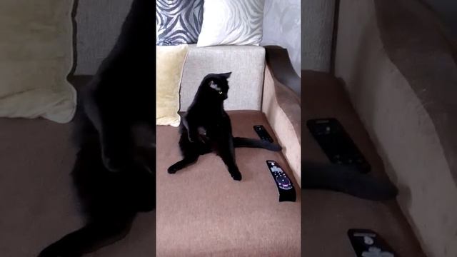 Кот смотрит телевизор смотреть онлайн