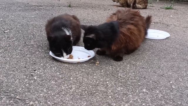 В одном дворе уже который год… смотреть онлайн