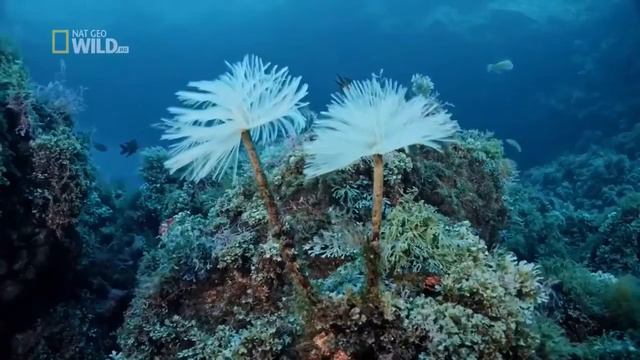 || Дикие Острова Европы || Дикая Природа Нашей Планеты  ||  . #nationalgeographic  #природа