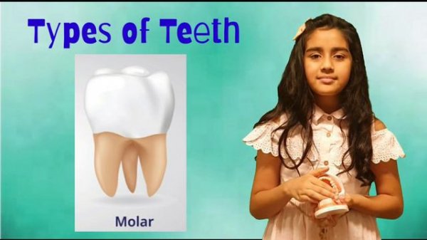 All about Teeth. Learn about types of teeth, parts of tooth and how to keep teeth healthy and stron