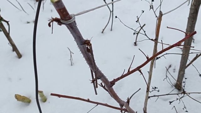 БУДЕТ МОРЕ ЯГОД МАЛИНЫ С НАЧАЛА ЛЕТА ДО СНЕГА. РЕМОНТАНТНАЯ МАЛИНА, КАК Я ЕЁ ОБРЕЗАЮ