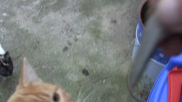 Можно давать котам свежую рыбу ? Рыбацким котам можна :) смотреть онлайн