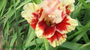 Гладиолусы | Цветение гладиолусов 4К