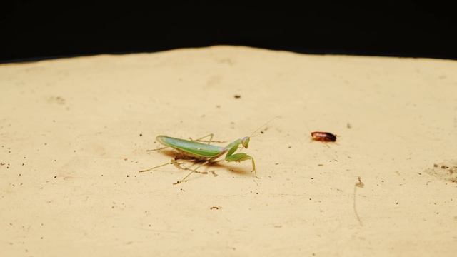 ЧТО ЕСЛИ РОБОТ ANKI VECTOR УВИДИТ БОГОМОЛА? ИСКУССТВЕННЫЙ ИНТЕЛЛЕКТ VS БОГОМОЛ