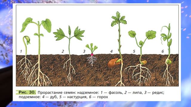 Биология 6 кл., § 5 "Семя, его строение и значение" смотреть онлайн